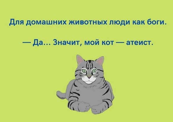 Анекдоти про котів: 50+ жартів, які піднімуть вам настрій