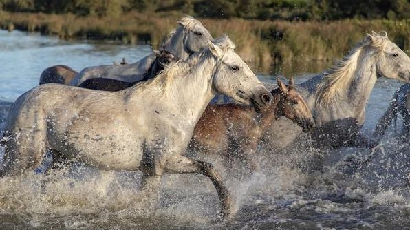 Цікаві факти про коней: як сплять, скільки живуть, чи вміють плавати