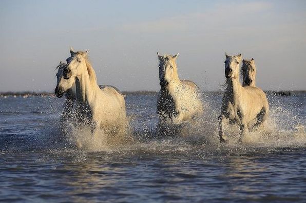 Цікаві факти про коней: як сплять, скільки живуть, чи вміють плавати