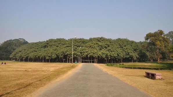 Великий баньян: де подивитися дерево з найбільшою у світі кроною