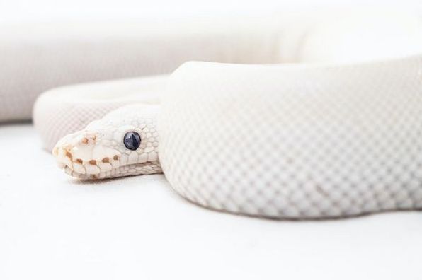 До чого сниться змія: тлумачення сновидінь