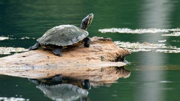 До чого сниться черепаха: тлумачення за популярними сонниками