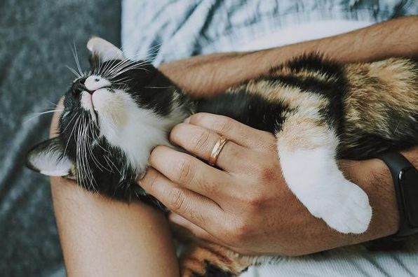 До чого сниться кішка з кошенятами: тлумачення за різними сонниками