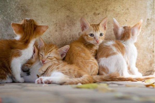 До чого сниться кішка з кошенятами: тлумачення за різними сонниками