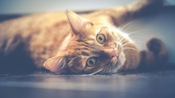 До чого сниться кіт: тлумачення за різними сонниками