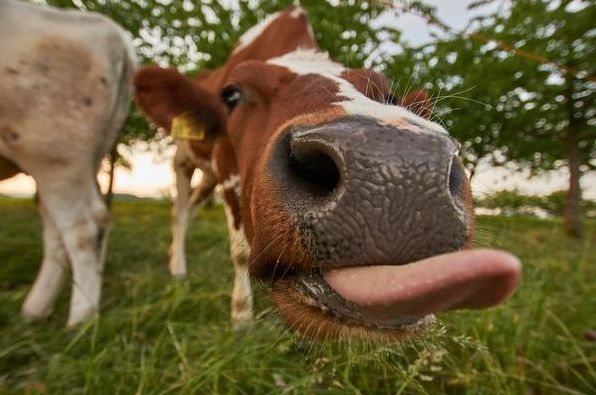 До чого сниться корова: значення за найвідомішими сонниками