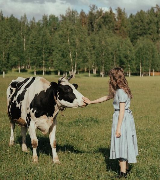 До чого сниться корова: значення за найвідомішими сонниками