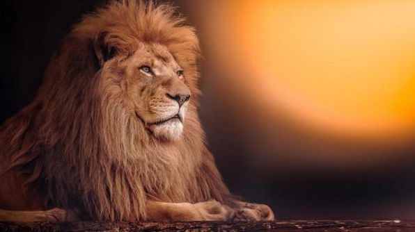 До чого сниться лев: тлумачення за популярними сонниками