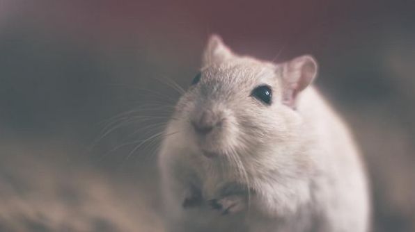 До чого сниться миша: тлумачення за різними сонниками