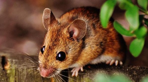 До чого сниться миша: тлумачення за різними сонниками
