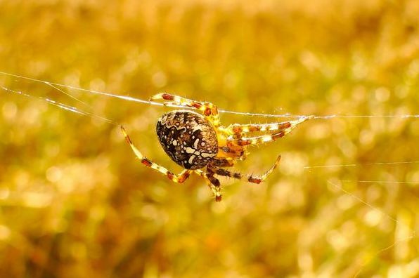 До чого сниться павук: тлумачення за сонниками