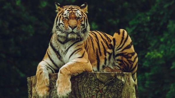 До чого сниться тигр: докладні й точні тлумачення снів із хижаком