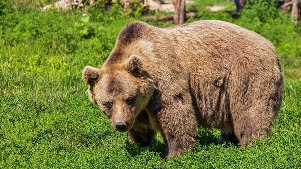 До чого сниться ведмідь: тлумачення за різними сонниками