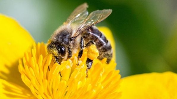 До чого сняться бджоли: тлумачення за різними сонниками