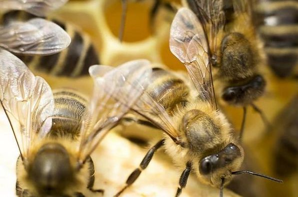 До чого сняться бджоли: тлумачення за різними сонниками