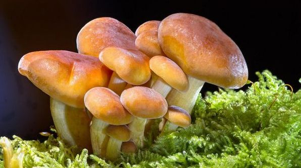До чого сняться гриби: тлумачення за різними сонниками