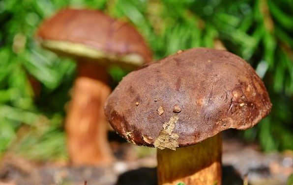 До чого сняться гриби: тлумачення за різними сонниками