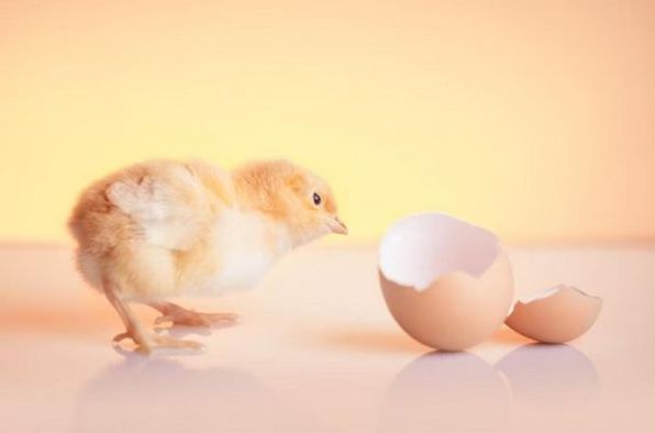 До чого сняться яйця: тлумачення за найпопулярнішими сонниками