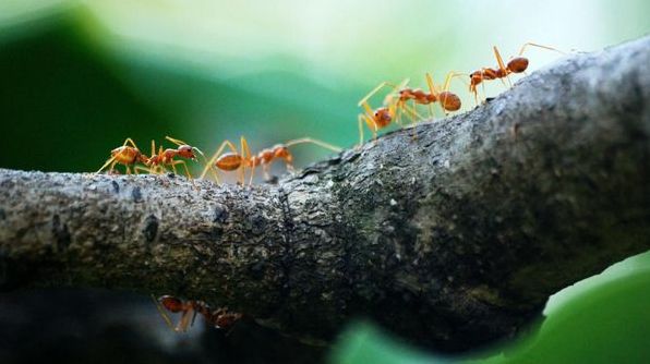 До чого сняться мурахи: тлумачення за різними сонниками