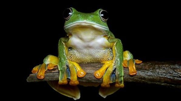 До чого сняться жаби: значення за популярними сонниками