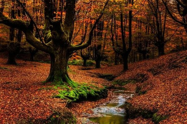 10 мест, где можно увидеть лучший осенний листопад в Европе