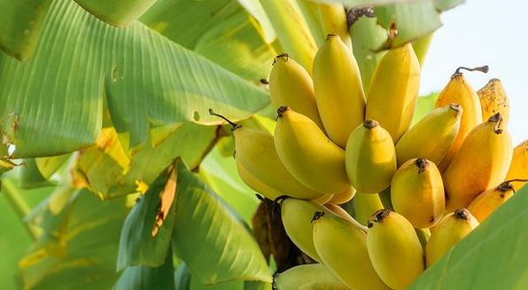 Банани: користь і шкода, коли і скільки їх потрібно їсти для міцного здоров'я