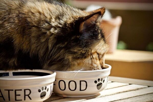 Перевод взрослого кота на сухой корм: плюсы, минусы и советы
