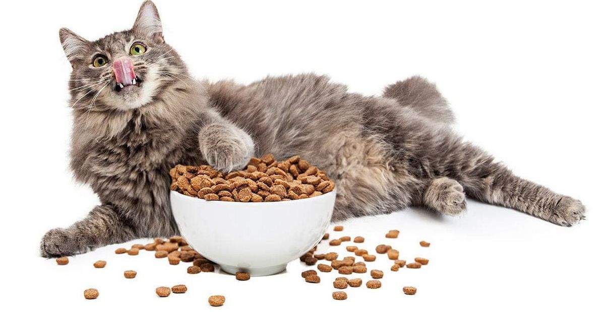Перевод взрослого кота на сухой корм: плюсы, минусы и советы